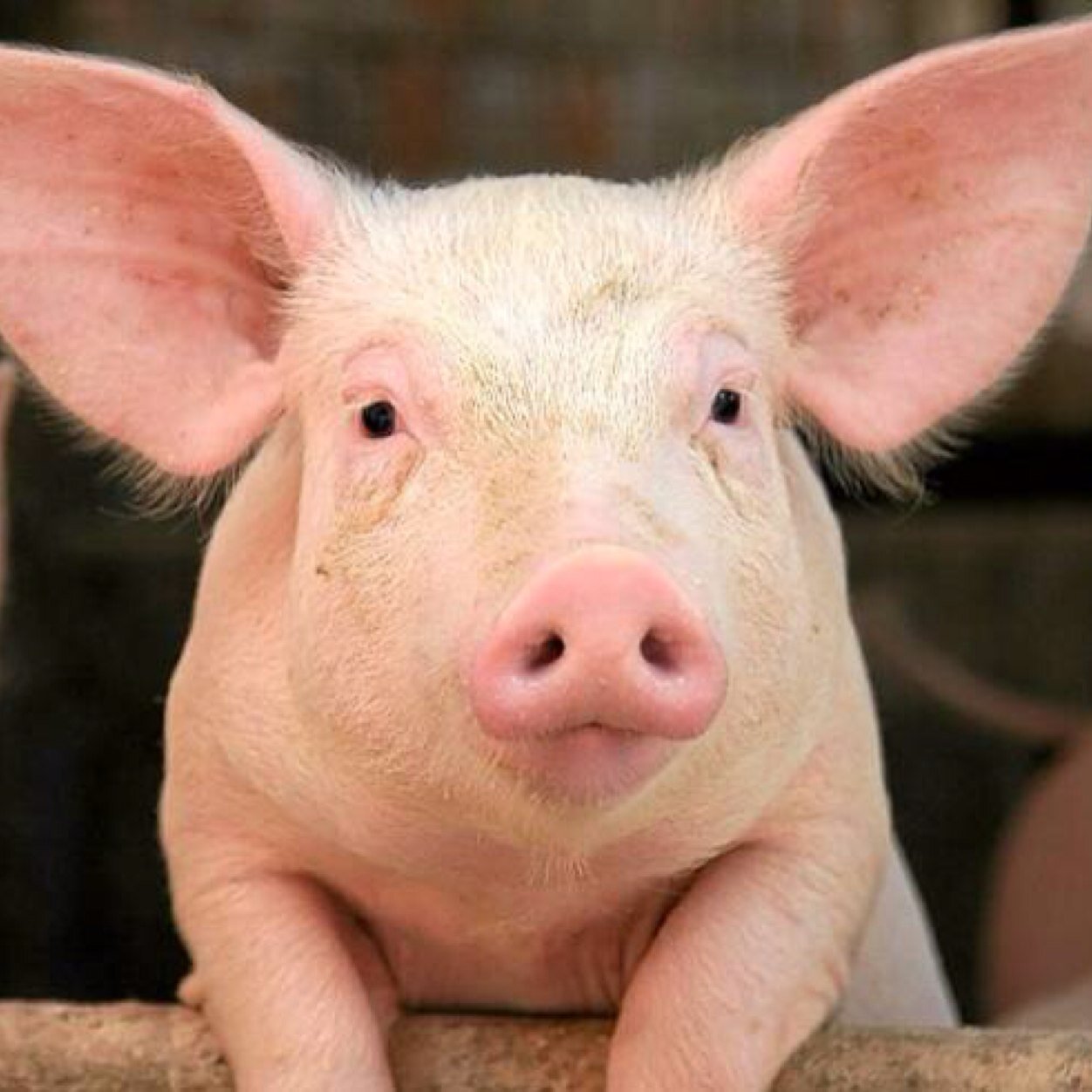 Follow for some piggy tweets.. Help to get 1k or more followers!