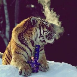 ClemsonStoner's profile picture. Follow to be entertained, not cause you smoke.