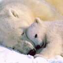 subs618cos's profile picture. Язык правды прост.