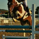 Nicola Horton - @NHEquestrian - Twitter