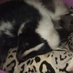 Therapy Skunks Skoosh & Skittle Coming to Interview Humans about How they Inspire Kids to Love Animals, Arts, Music & Reading