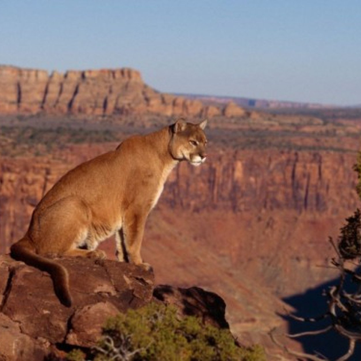 LossOfWildLife's profile picture. The wildlife is a renewable resource. However, man's activities are depleting these resources much faster than they can renew.