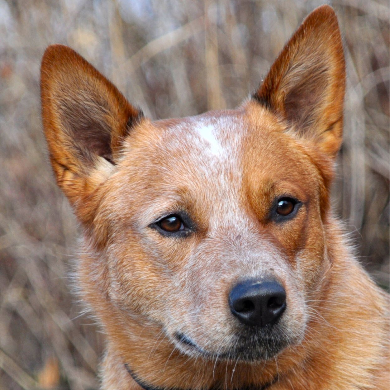 Dog_FollowBackx's profile picture. 