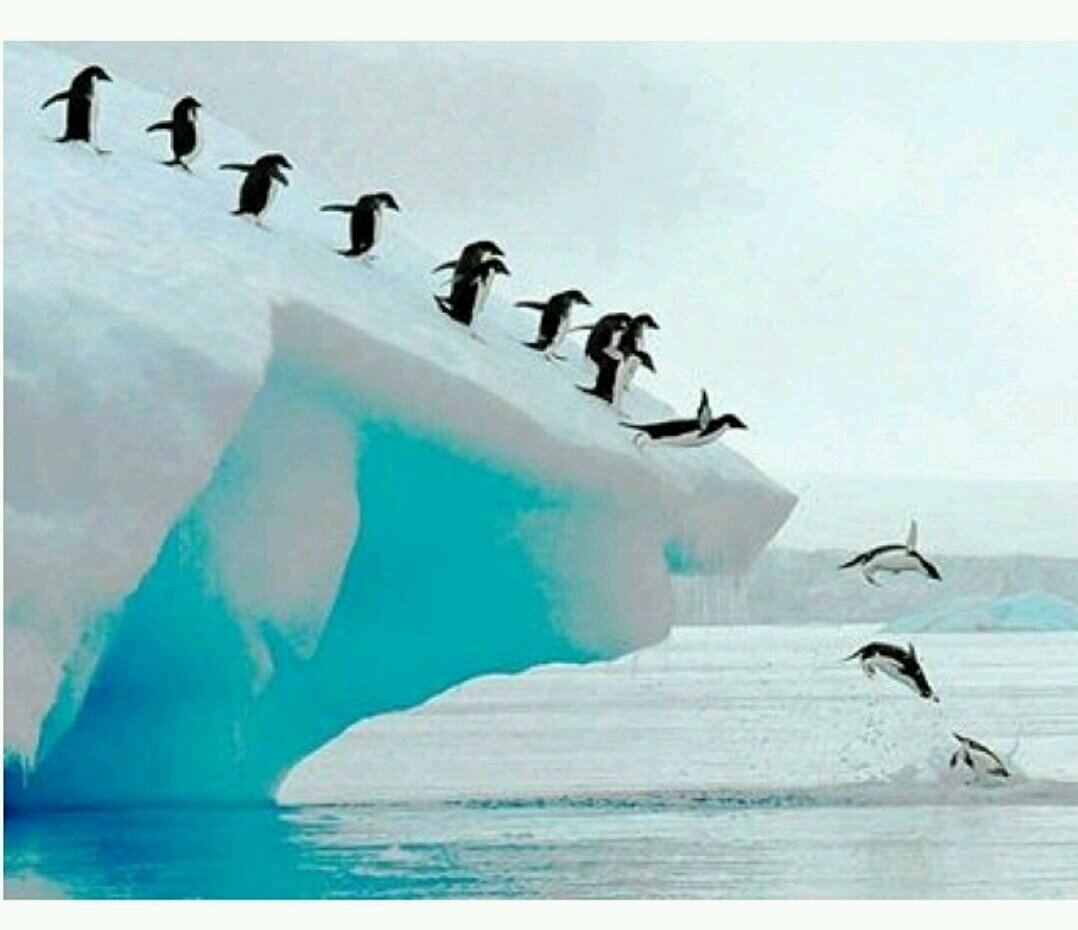 Image result for cute penguins in antarctica