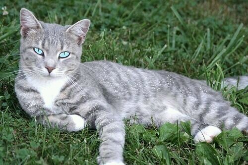 She-Cat
