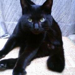 2014年1月16日夜に黒猫(名前「こども」)を迷子にさせ、捜索のためにTwitterを始めました。 たくさんの方々にご協力頂きありがとうございます。見つけられないまま10年。申し訳なく思います。捜索ツイート(ポスト)は固定をはずしました。今までありがとうございました。