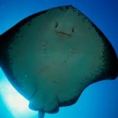 biologosMarinos's profile picture. 