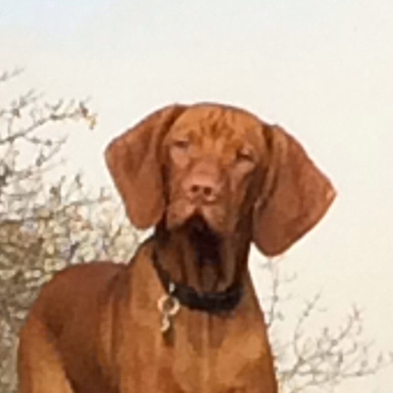 leftysdad's profile picture. Husband, Dad, Vizsla owner, Skier, Cyclist.....longtime educator