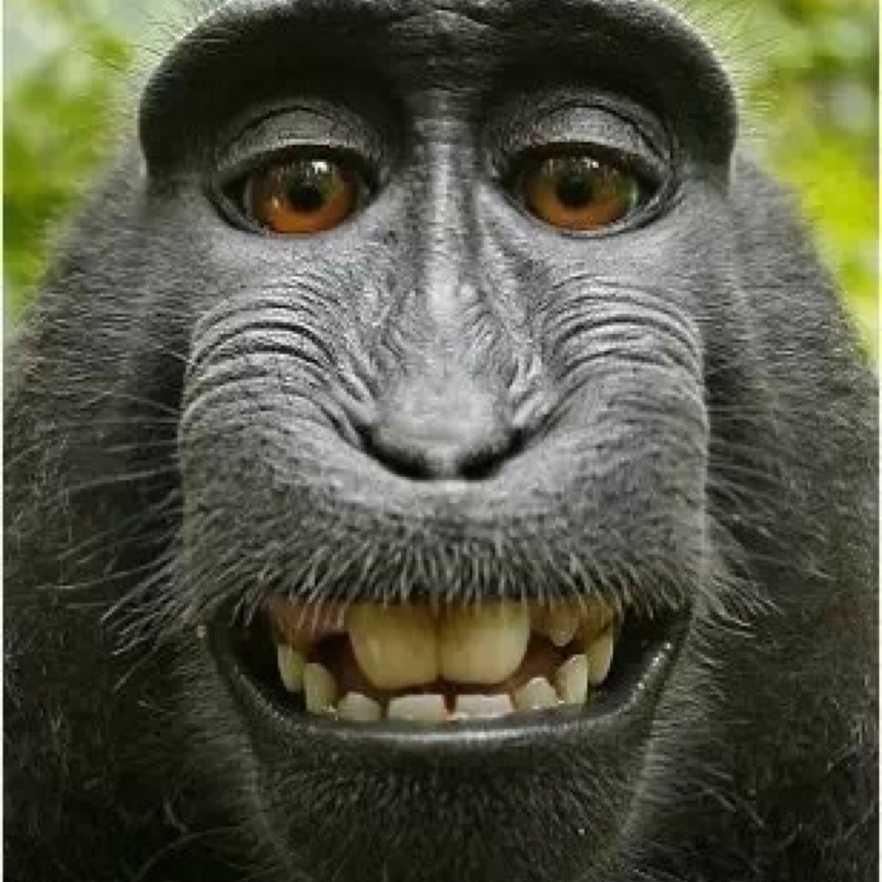 SlendyMobber's profile picture. How yall be doin