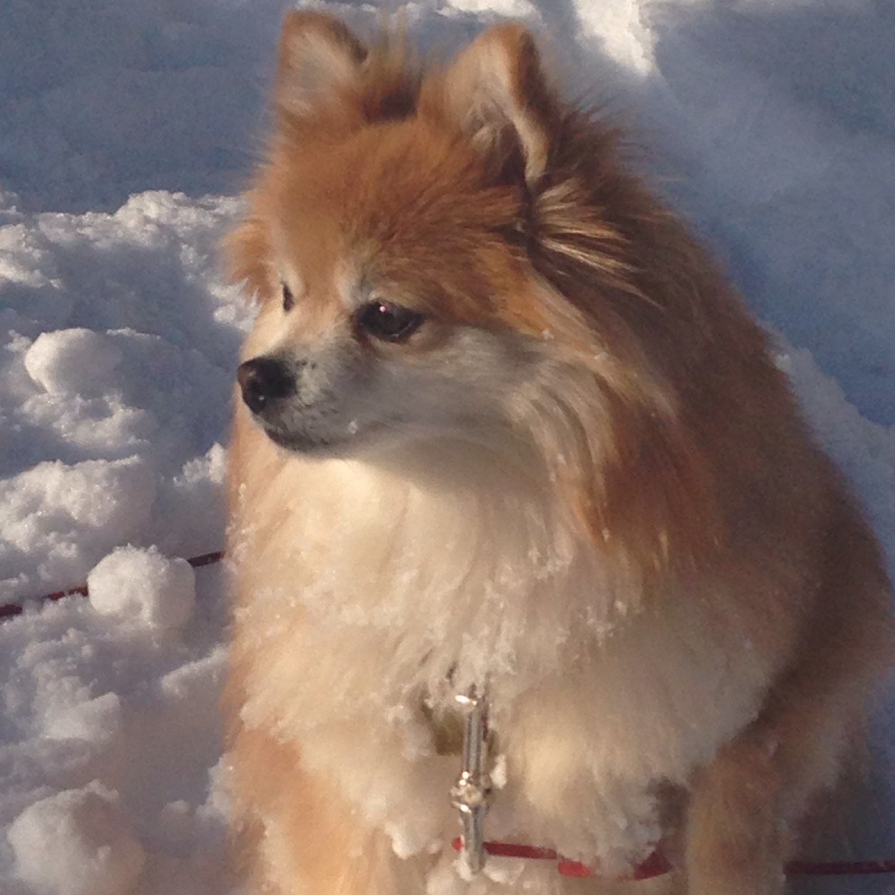 ChloeThePom_'s profile picture. 