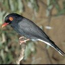 alal1465gic's profile picture. Все, что человеческий разум способен понять и во что он способен поверить – достижимо.