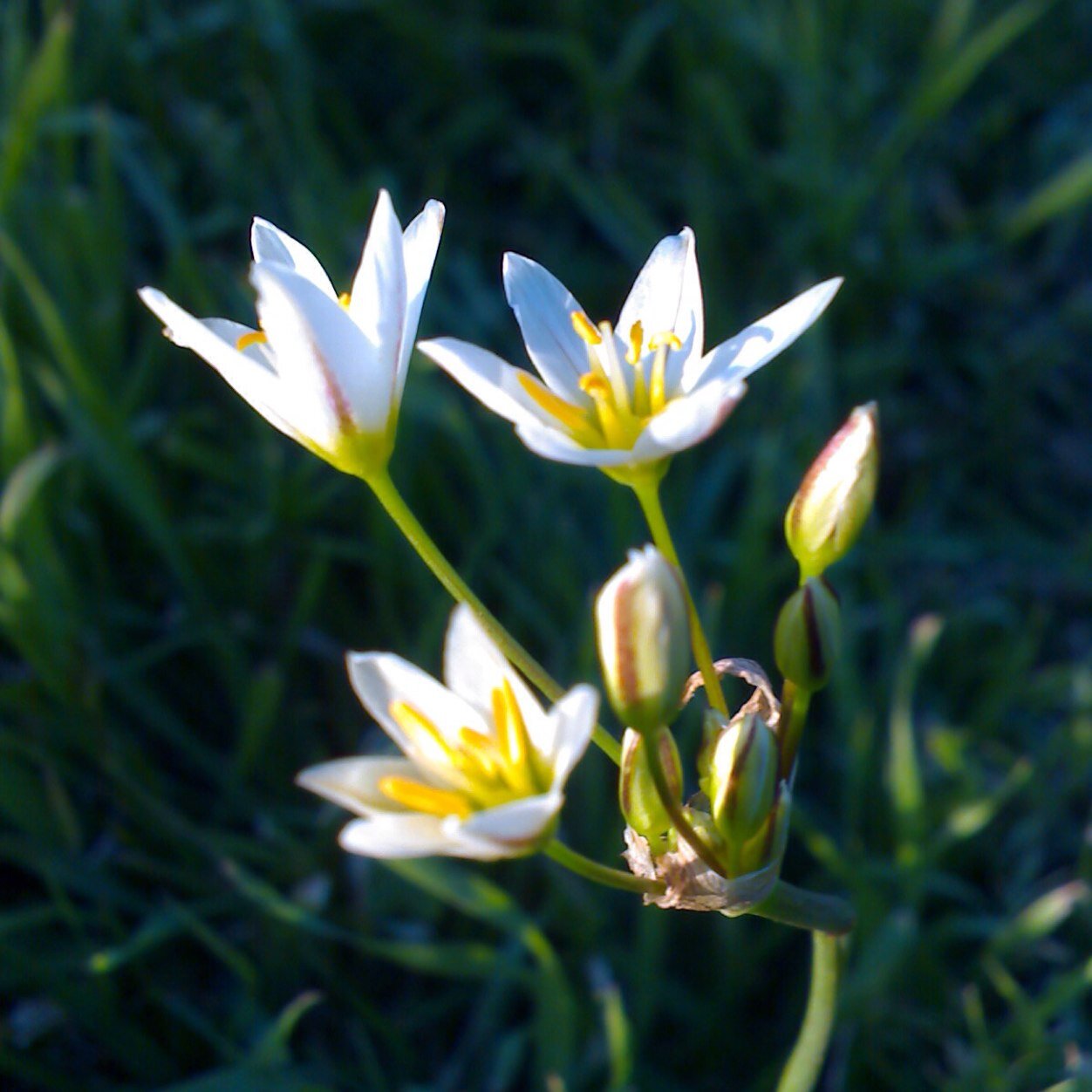 cwicseolfor's profile picture. Too rarely, I make stuff. Joined the fluffy pachyderm herd under @cwicseolfor@urbanists.social