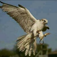 الثقه الكامله (@nasrssrrtt) 's Twitter Profile