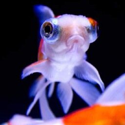 不眠症の金魚です。
