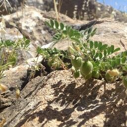 Plant Genetics, Crop Improvement, and Conservation