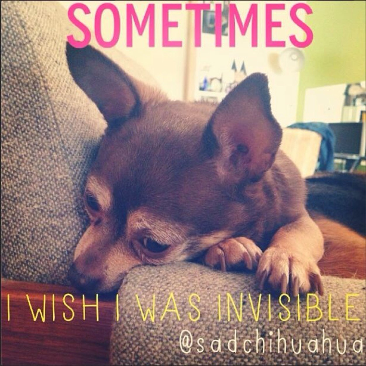 Most relatable dog on the net. The littlest nihilist. A smol dog w/ deep thoughts. More famous on IG than Twitter. U R not alone in this https://t.co/HN70jyqm7r