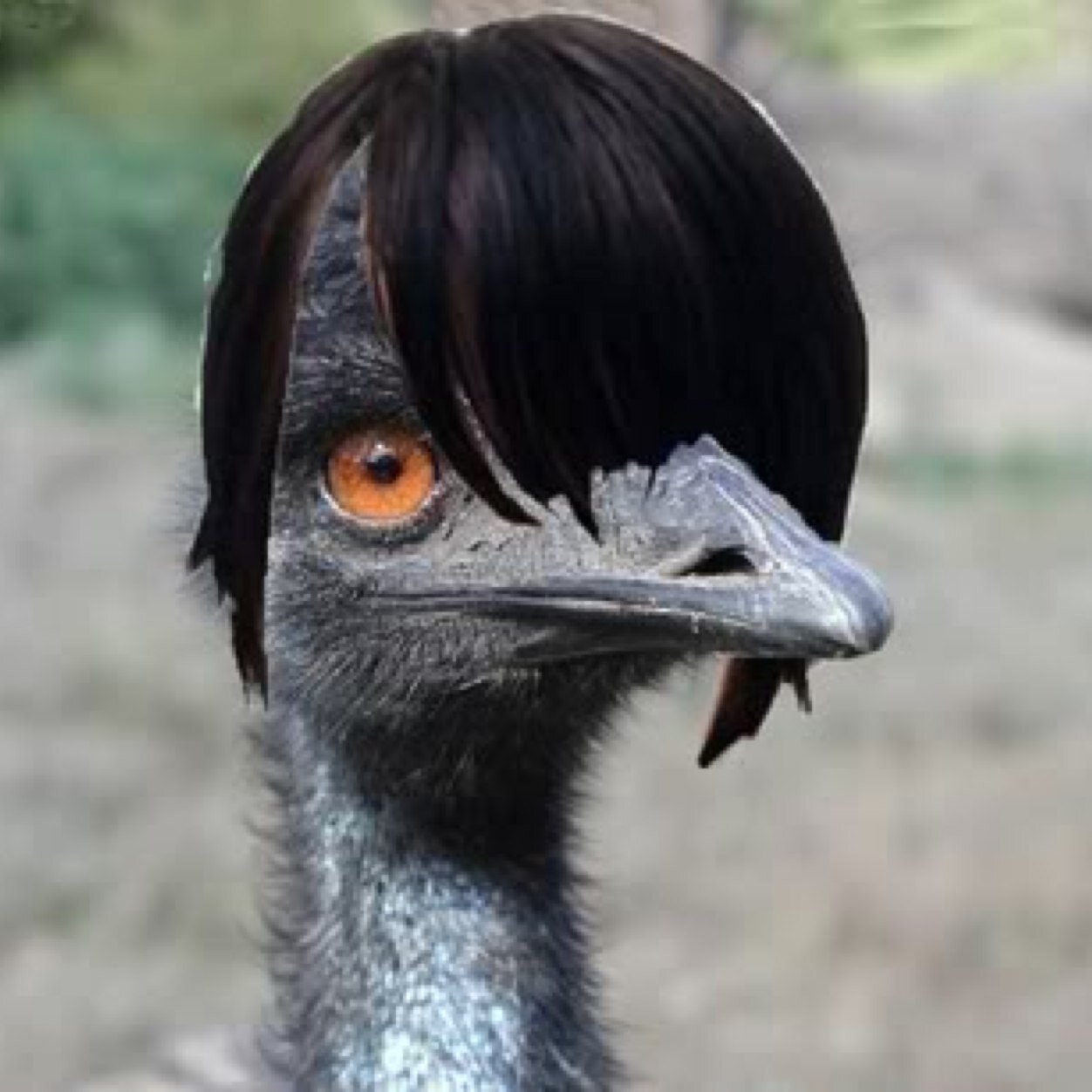 Emo Emu Thecoolemoemu Twitter