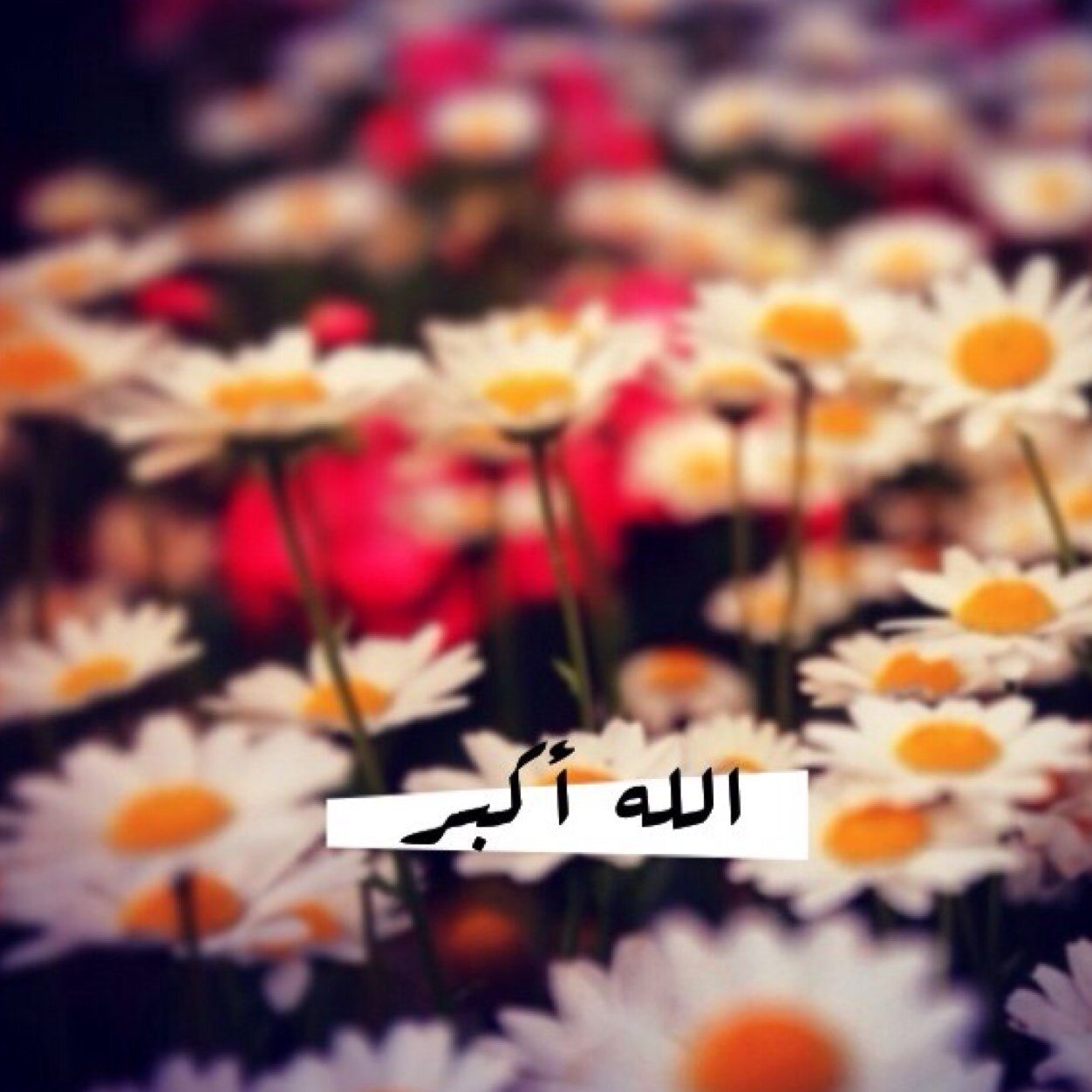 أشْهَدُ أن لا إلـہ إلاَّ اللـَّـہ وأشْهَـدُ أن مُـحَـمَّــدْا رَسُــولُ اللـَّـہ