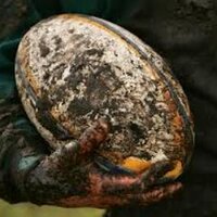 Morne (@mud_n_guts) 's Twitter Profile