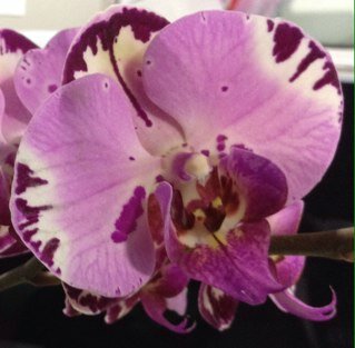 rafaellaworm's profile picture. 