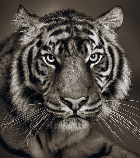 kurthetiger's profile picture. 