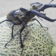 北海道で農家してます。
メダロットはクワガタ派です。