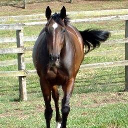 daisyetta's profile picture. thoroughbreds, racing....