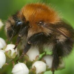 Entomologist; particularly interested in urban ecology, wildlife gardening in small spaces, and ecological outreach. She/her.