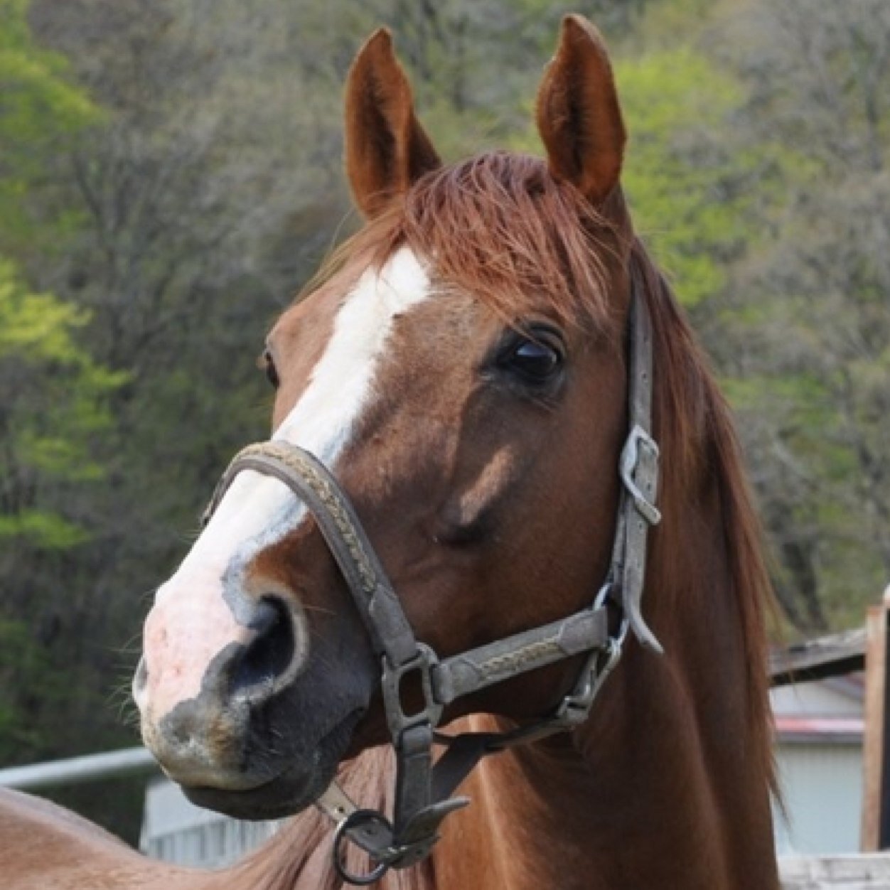 競走馬をこよなく愛してます。主に馬的（競走馬）な相談は確実に答えれます。たぶん。 役者（稀に照明OPもしくは小道具)と技術者というニ足の草鞋を履いています。テコンドーもやっててWT→ITFに異世界転生しました。そしてWT、ITFのダブル黒帯になりました！テコンドー界の赤魔道士。つまり中途半端(笑)