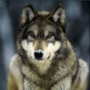 wolf1234 (@059Wolf) Twitter