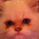 madison morrison - @Bear502Panda - Twitter