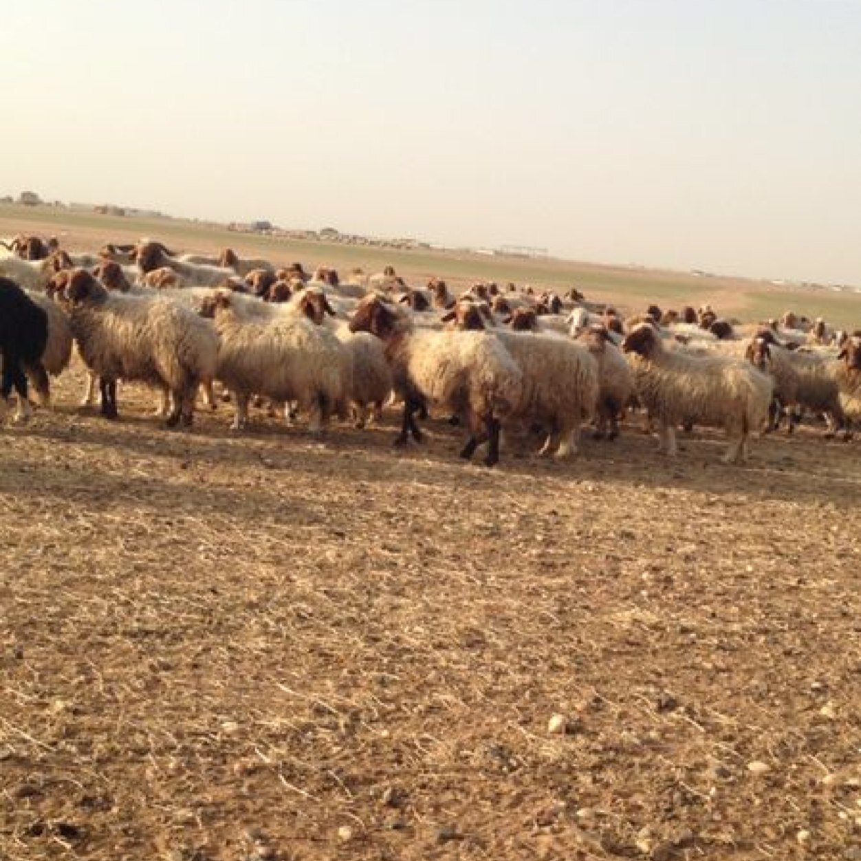 ComFaysalliza's profile picture. ابوزياد لبيع وشرا جميع الغنم انعيم الموقع حفرالباطن جوال ٠٥٠٩٨٠٣٠٠١