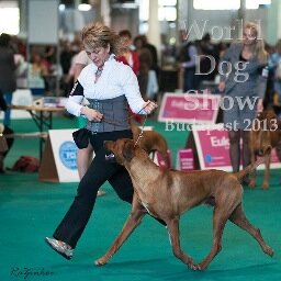African Fata Morgana Rhodesian Ridgeback Kennel in Hungary