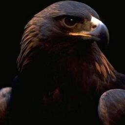 V_KrucheK's profile picture. 