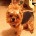 Shelley Bliss Kaplan - @skdiva - Twitter