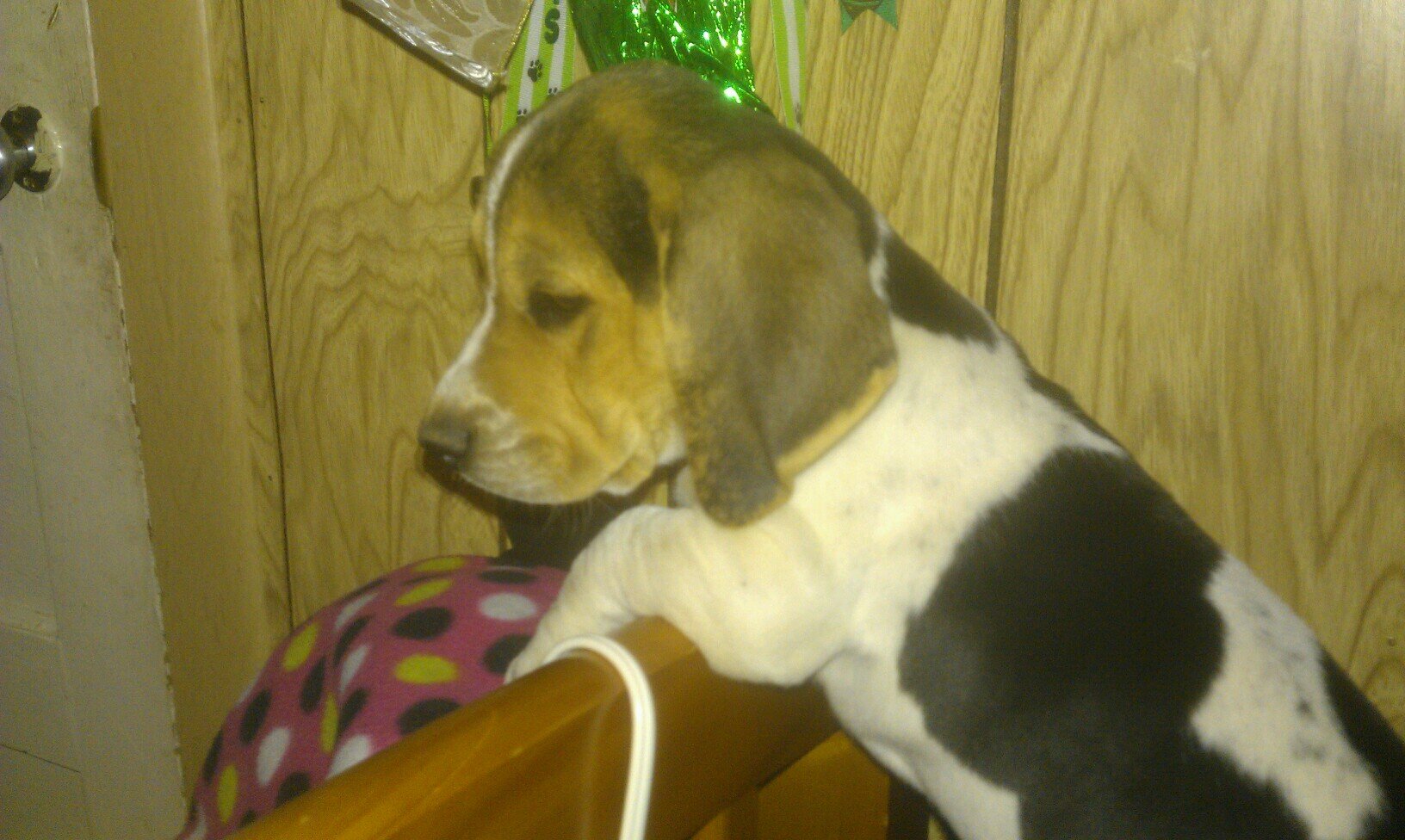 WedJessica's profile picture. 