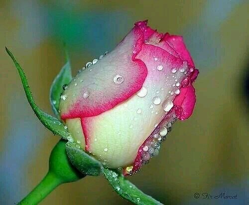 UmaransariA's profile picture. 