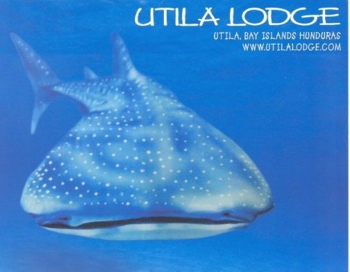 DiveUtilaLodge's profile picture. The Funnest Little Dive Resort in the World! Set out over the turquoise Caribbean waters in the calm Utila Bay, surrounded by spectacular coral reefs.