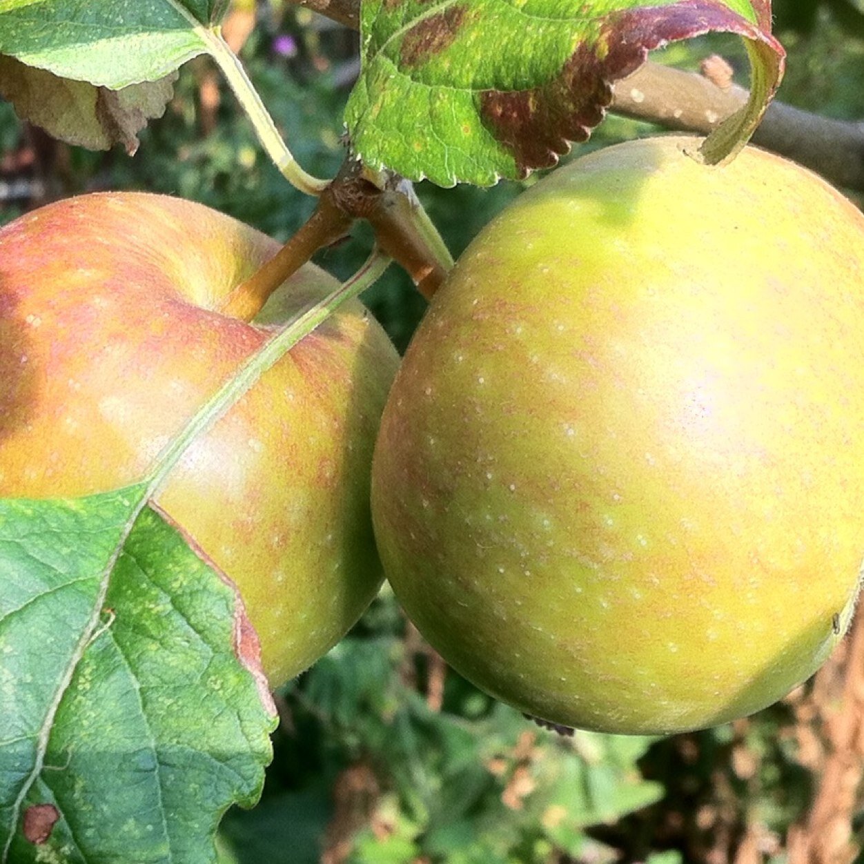 I teach and practise holistic and remedial massage in Bristol & Cardiff, make cider sometimes, plan with and support people with learning difficulties