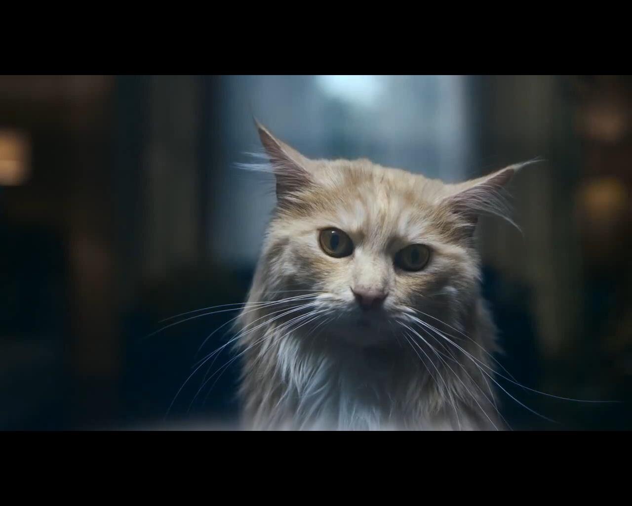 DorianSunriseV's profile picture. 