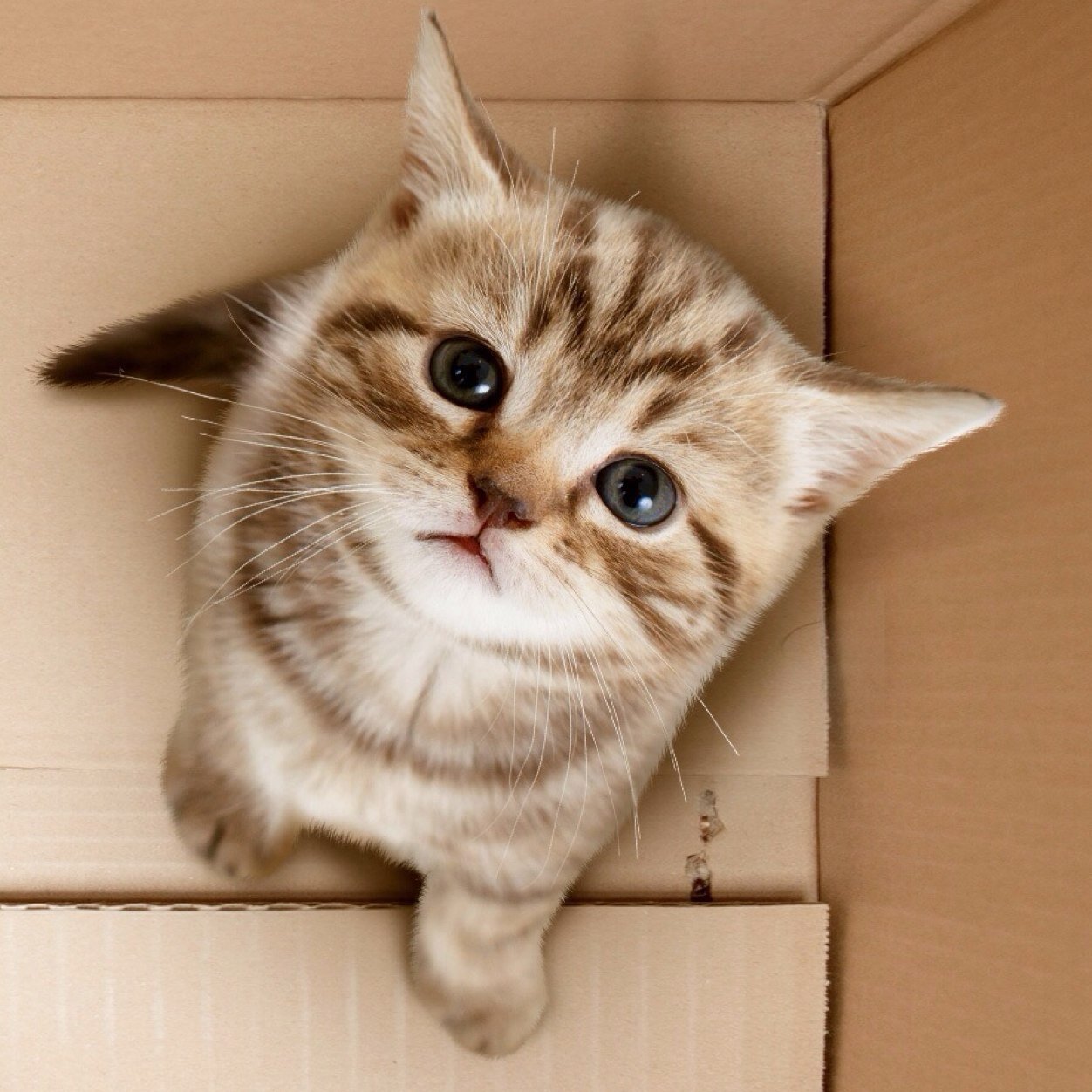 thanasak26's profile picture. hi