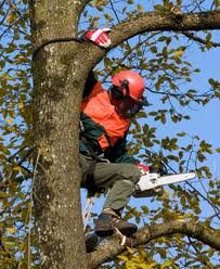 Professional Atlanta, GA Tree Services For Residential & Commercial Customers. Affordable Tree Cutting Services! Free Estimates & Insured