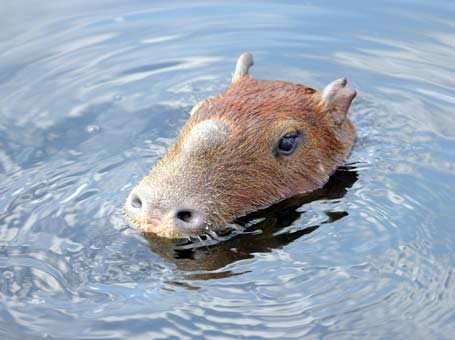 sou uma capivara... tenho como hooby vuar, minha frase predileta é Vuar Vuar, Subir Subir !