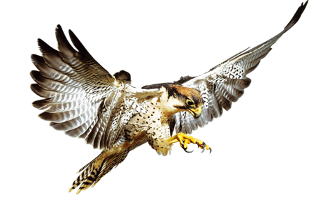 Naturlivet's profile picture. Blogg om naturliv.