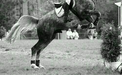 amazona