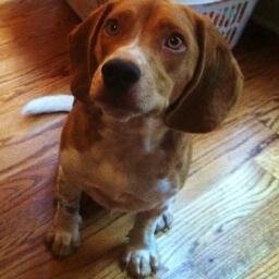 $10k Beagle. I bark when I want. Squirrels fear me.