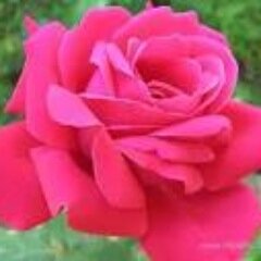 All great things are pink!