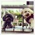It's A Dog's World (@itsa_dogsworld) Twitter profile photo