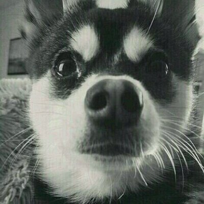Loki Payne Lokipayne Twitter