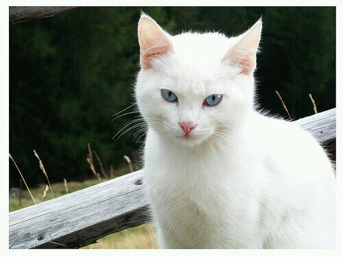 Im a Snow white she-Cat with no clan or mate
